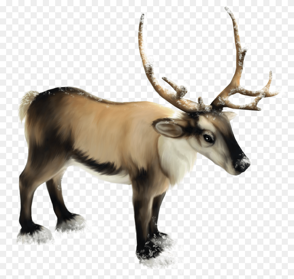 Reindeer, Animal, Deer, Elk, Mammal Free Transparent Png