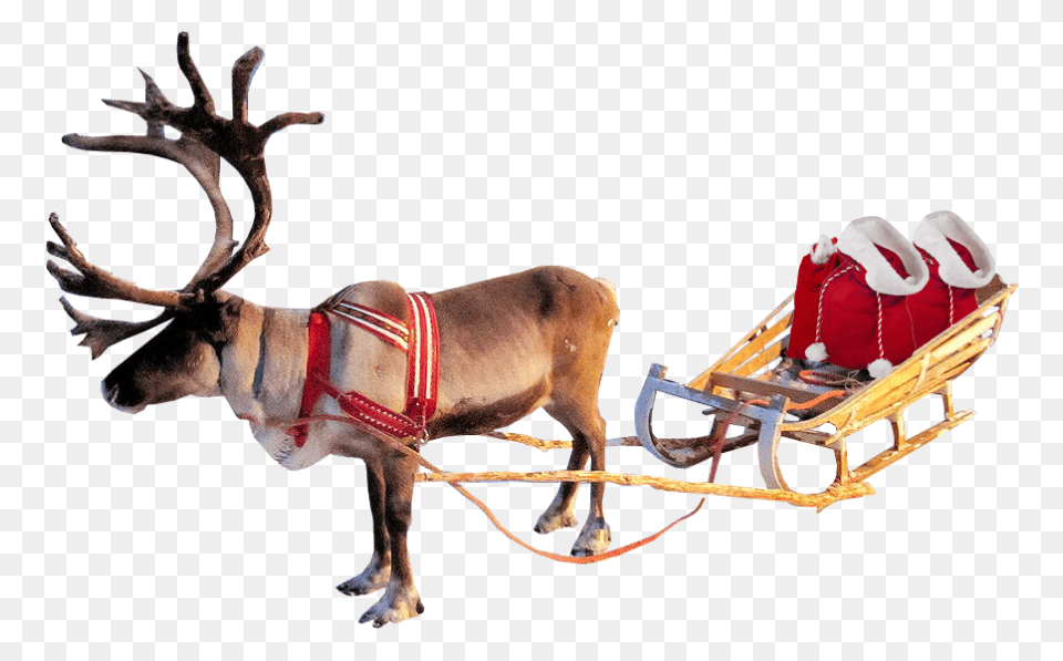 Reindeer, Wildlife, Animal, Antelope, Mammal Free Transparent Png