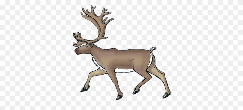 Reindeer, Animal, Deer, Mammal, Wildlife Png Image
