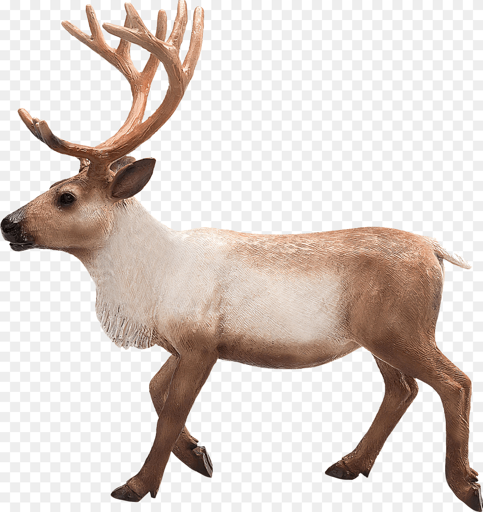 Reindeer, Animal, Antelope, Deer, Elk Png Image