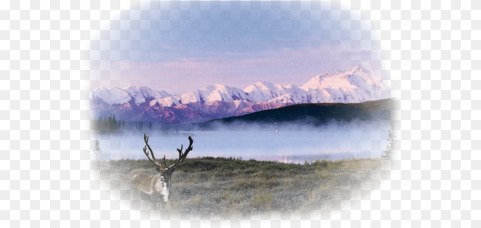 Reindeer, Animal, Antelope, Deer, Elk Free Transparent Png