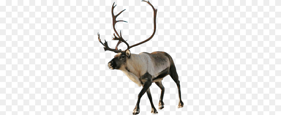 Reindeer, Antler, Animal, Antelope, Mammal Free Transparent Png