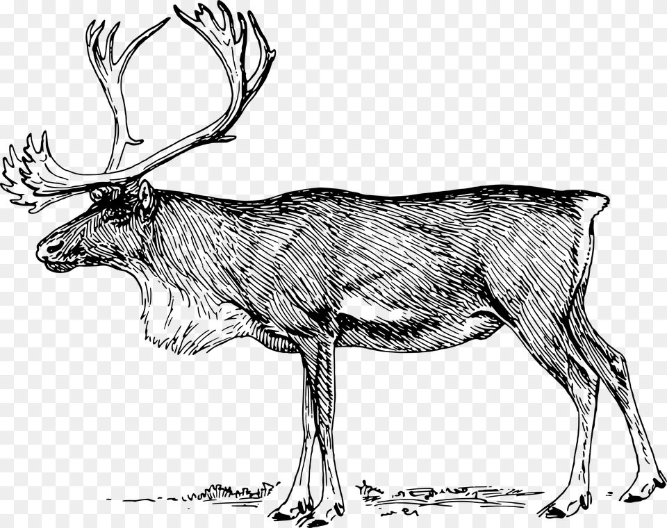 Reindeer 2 Clip Arts Caribou Clipart Black And White, Gray Free Transparent Png