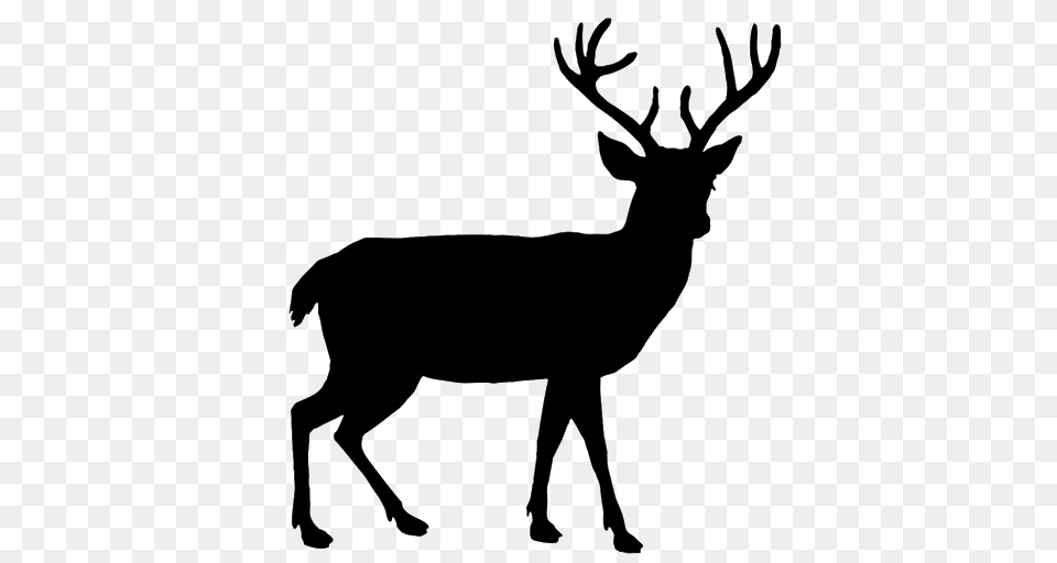 Reindeer, Animal, Deer, Mammal, Wildlife Free Transparent Png
