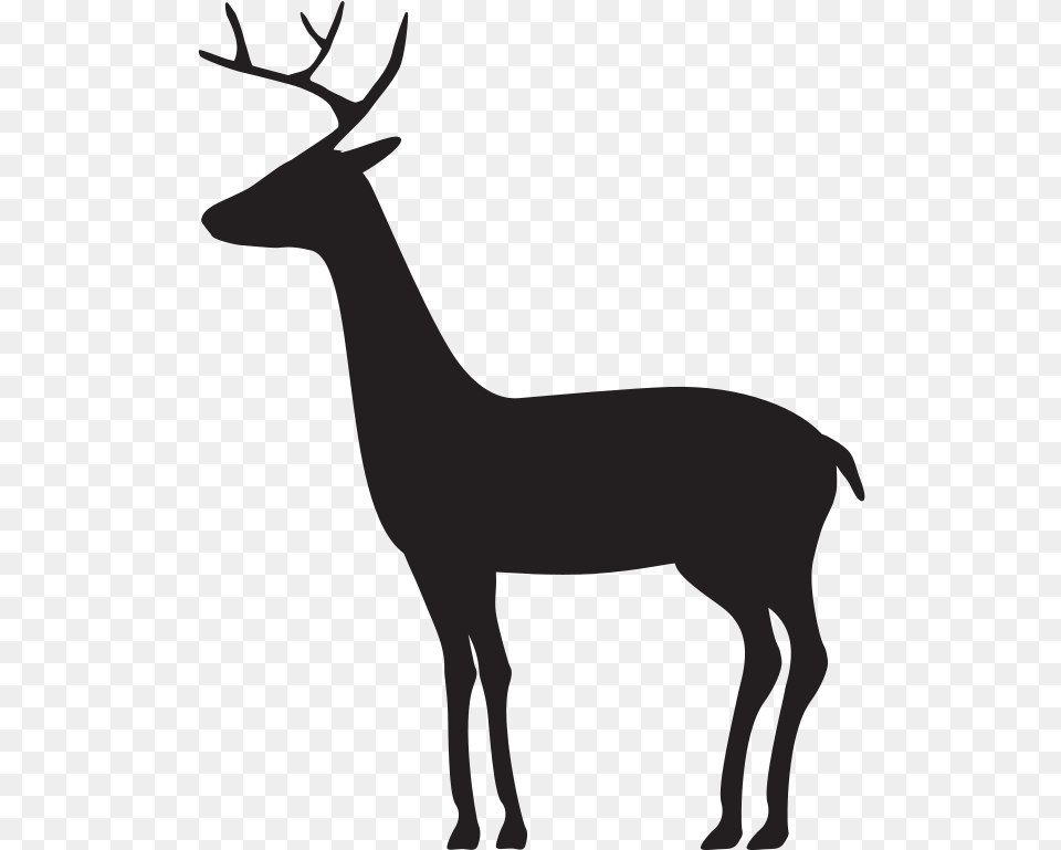 Reindeer, Animal, Deer, Mammal, Wildlife Png