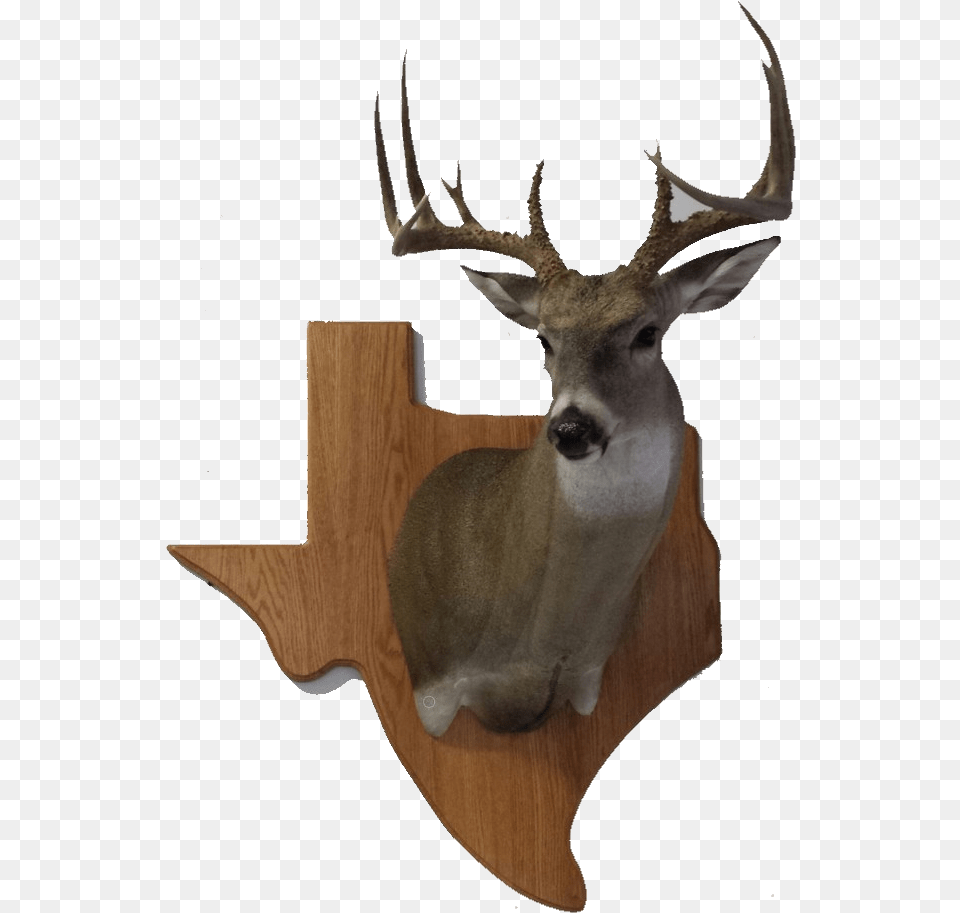 Reindeer, Antler, Animal, Deer, Mammal Free Transparent Png