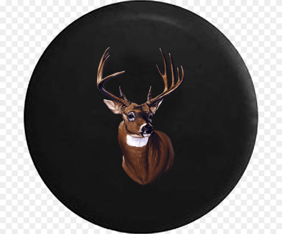 Reindeer, Animal, Deer, Mammal, Wildlife Png