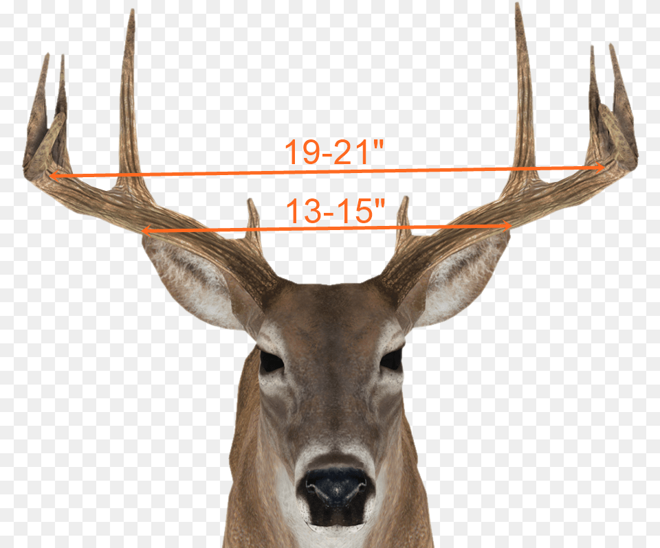 Reindeer, Animal, Antler, Deer, Mammal Free Png Download