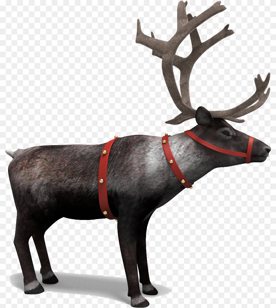 Reindeer, Animal, Cattle, Cow, Livestock Free Transparent Png