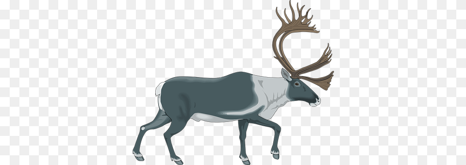 Reindeer Animal, Deer, Mammal, Wildlife Free Png