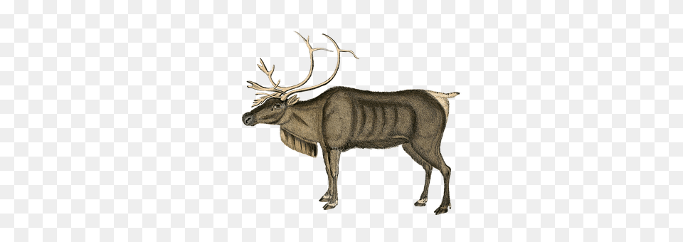 Reindeer Animal, Deer, Elk, Mammal Free Png