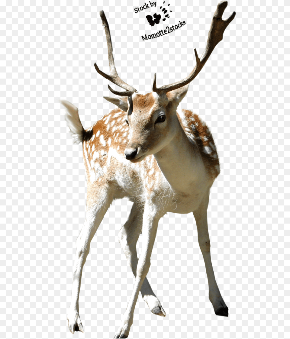 Reindeer Antlers Deer, Animal, Antelope, Mammal, Wildlife Png Image