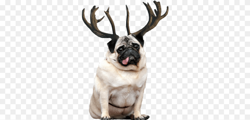 Reindeer Antlers Tumblr Fat And Thin Animals, Animal, Canine, Mammal, Pet Free Transparent Png