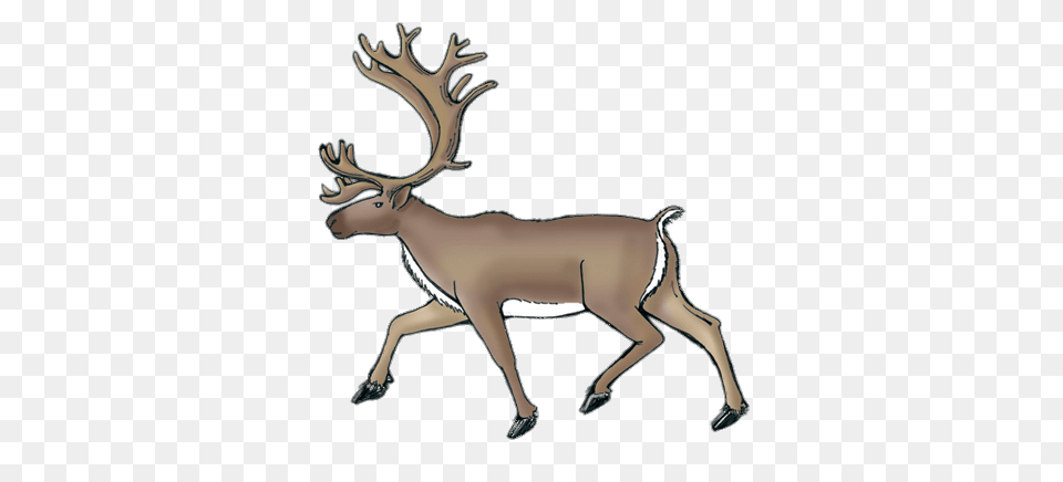 Reindeer Caribou Drawing, Animal, Deer, Mammal, Wildlife Free Transparent Png