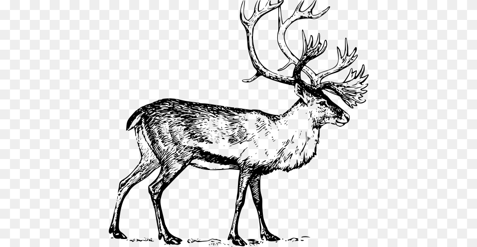 Reindeer Caribou Drawing Black And White, Animal, Deer, Elk, Mammal Free Png