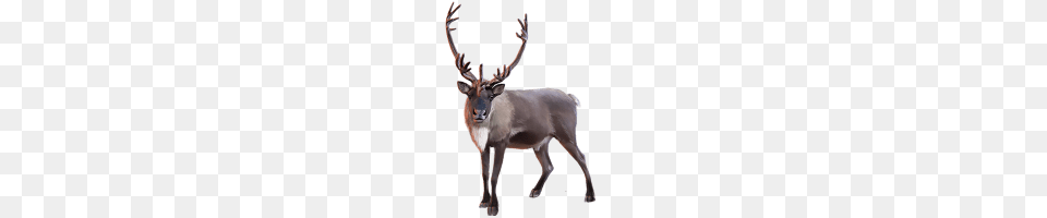 Reindeer Caribou Front View, Animal, Deer, Mammal, Wildlife Png