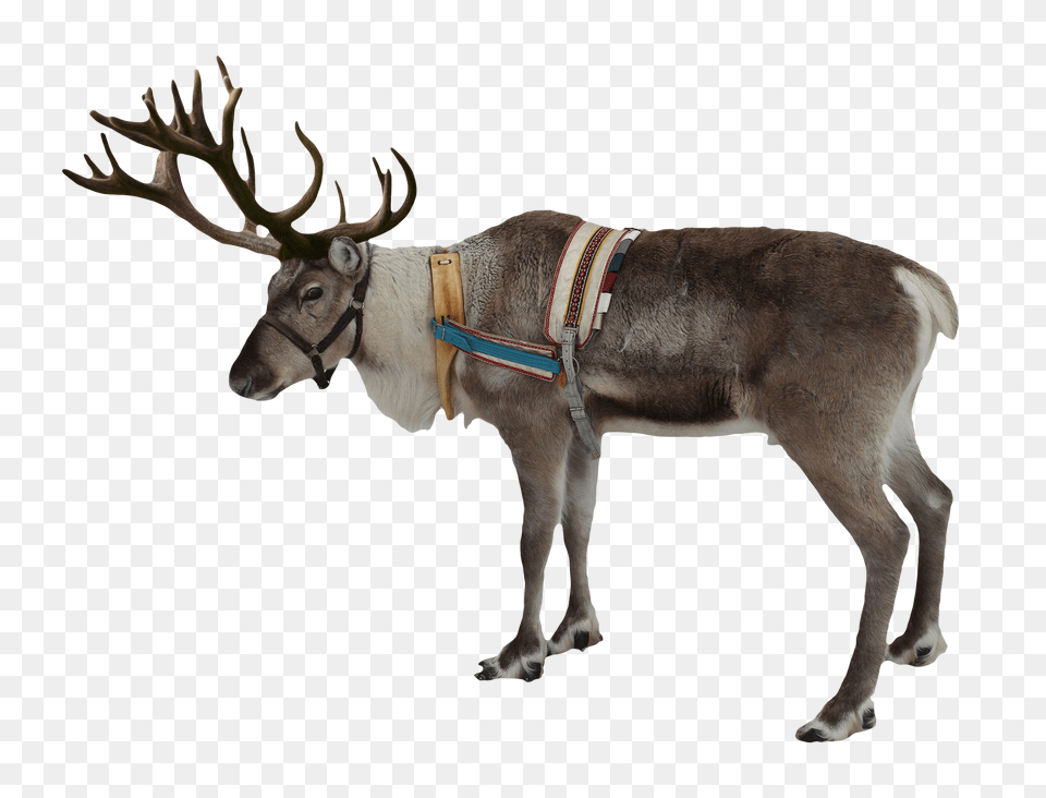 Reindeer Christmas, Animal, Deer, Mammal, Wildlife Png Image