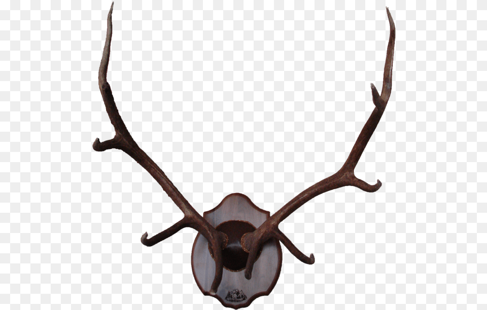 Reindeer Elk Antler Moose Deer, Animal, Antelope, Mammal, Wildlife Png Image