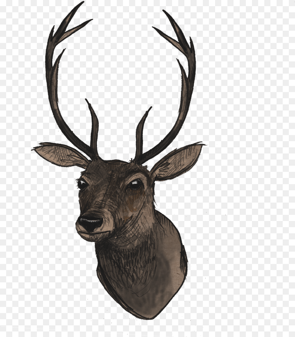 Reindeer Head Deer Head, Animal, Mammal, Wildlife, Elk Free Png Download
