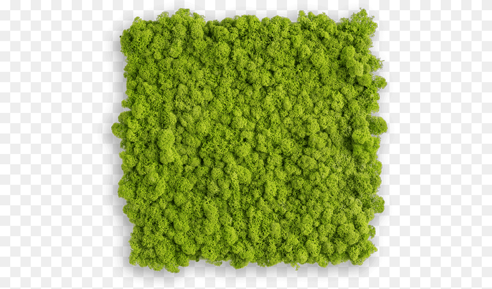 Reindeer Moss Picture Luxor Living Teppich, Woodland, Land, Nature, Outdoors Free Png Download