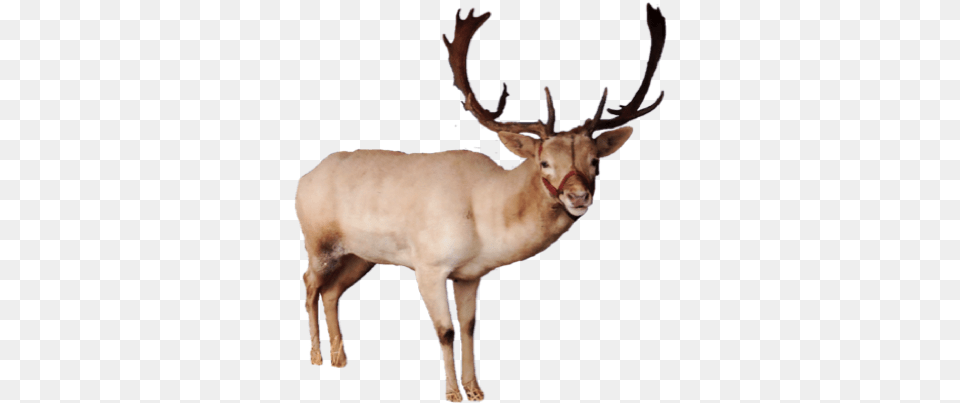 Reindeer Pic Reindeer, Animal, Antelope, Deer, Mammal Free Transparent Png