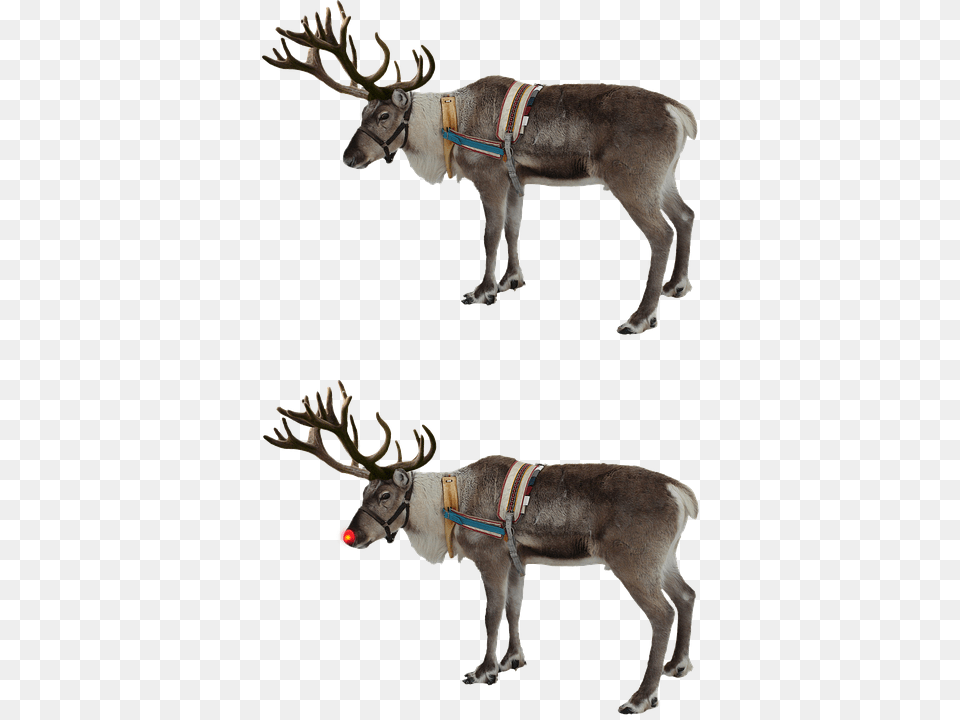 Reindeer Red Nose Rudolph Isolated Christmas Watercolor Reindeer, Antler, Animal, Deer, Mammal Free Png