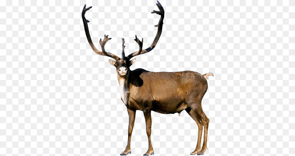 Reindeer Reindeer Reindeer Spirit Animal Meaning, Deer, Mammal, Wildlife, Antelope Png