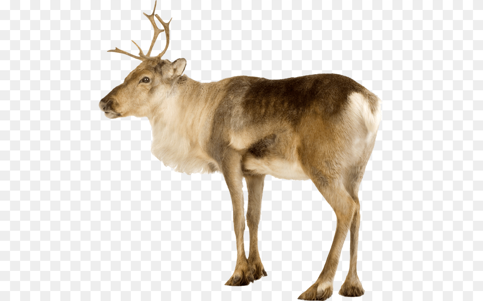 Reindeer Severnij Olen Na Belom Fone, Animal, Antelope, Mammal, Wildlife Png Image