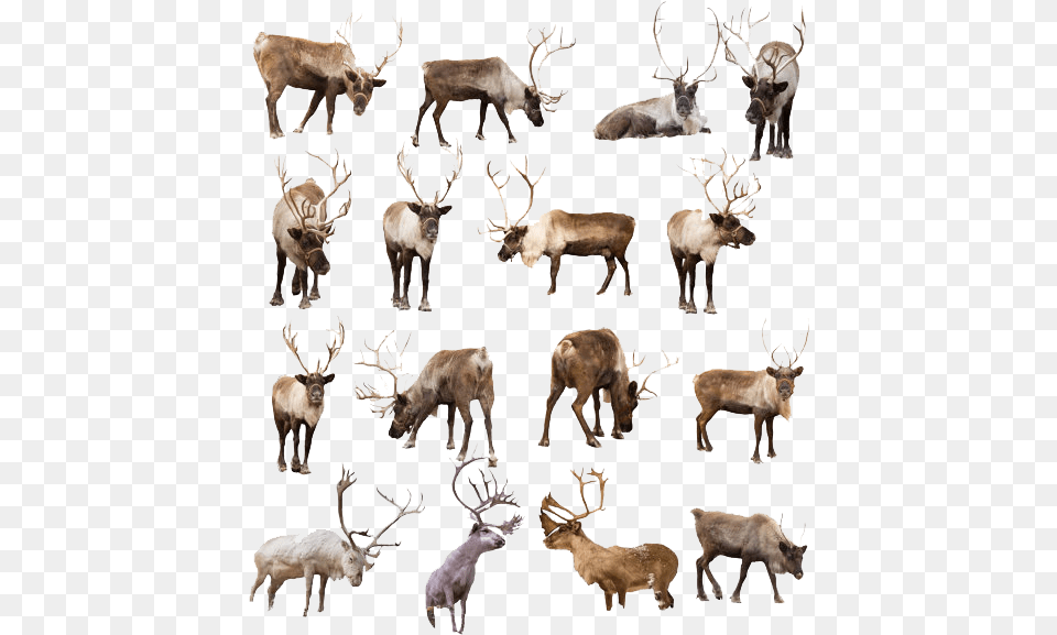 Reindeer Transparent Image Real Reindeer, Animal, Mammal, Wildlife, Deer Png