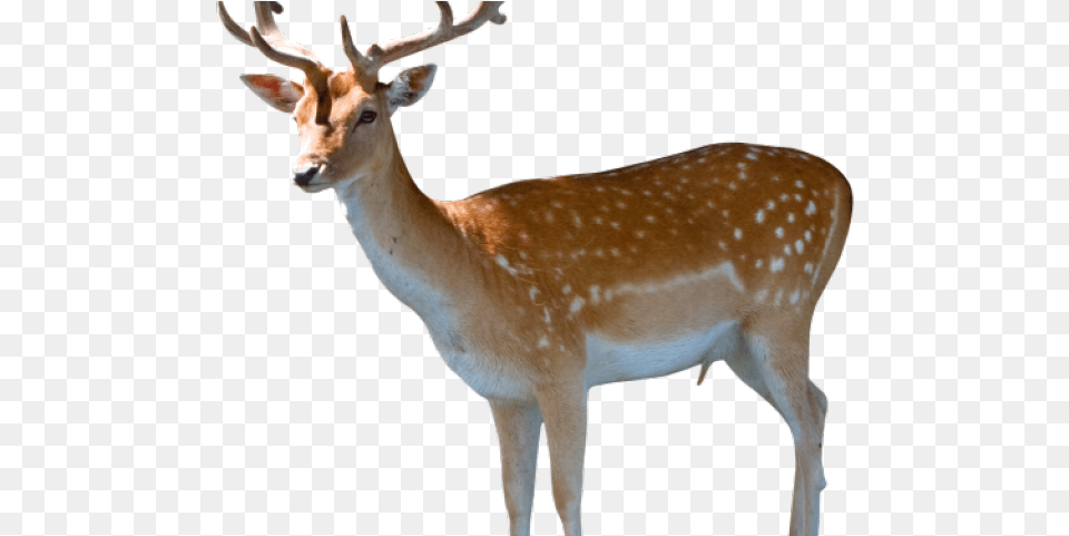 Reindeer Transparent Images Deer Image Hd, Animal, Antelope, Mammal, Wildlife Free Png Download