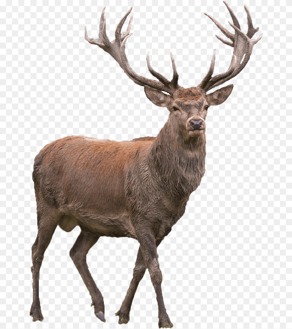 Reindeer Transparent Picture Red Deer, Animal, Antelope, Elk, Mammal Free Png