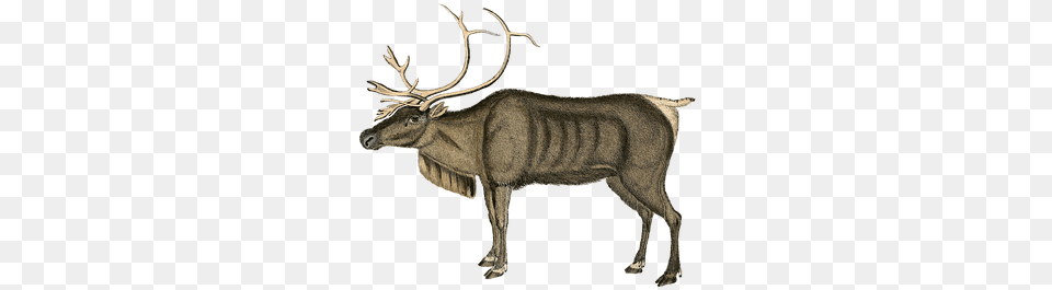 Reindeer Vintage Art Deer Animal Vintage Animal, Mammal, Wildlife, Elk, Moose Png Image