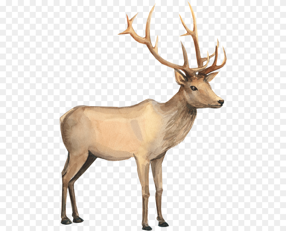 Reindeer Watercolor Painting Drawing Reindeer Watercolor Clipart, Animal, Antelope, Deer, Elk Png