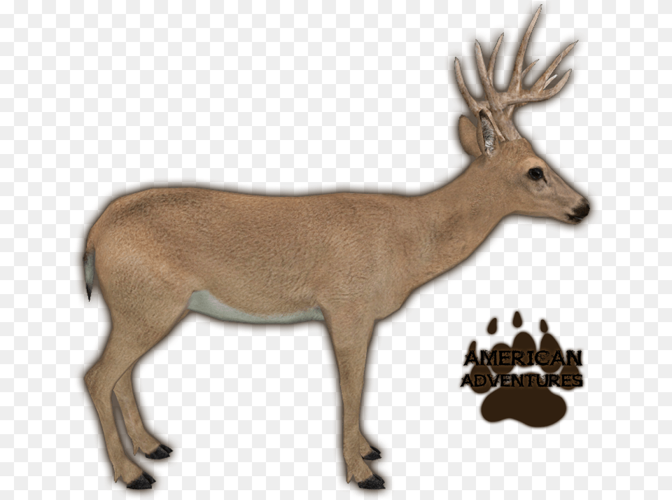 Reindeer Zoo Tycoon, Animal, Antelope, Deer, Mammal Png