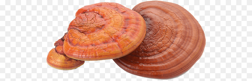 Reishi From China Reishi Mushroom Extract, Fungus, Plant, Agaric, Bread Png Image
