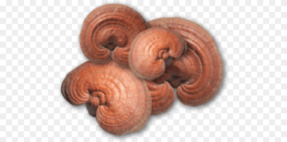 Reishi Mushroom Supplements Lingzhi Mushroom, Fungus, Plant, Animal, Reptile Png