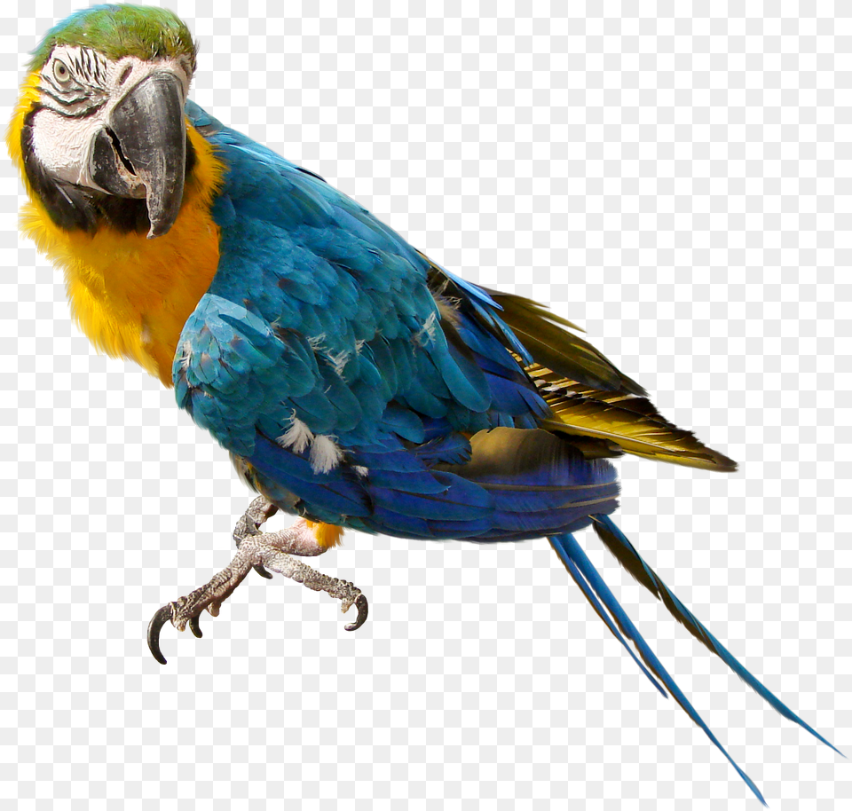 Reklama Parrot With No Background, Animal, Bird, Macaw Free Transparent Png
