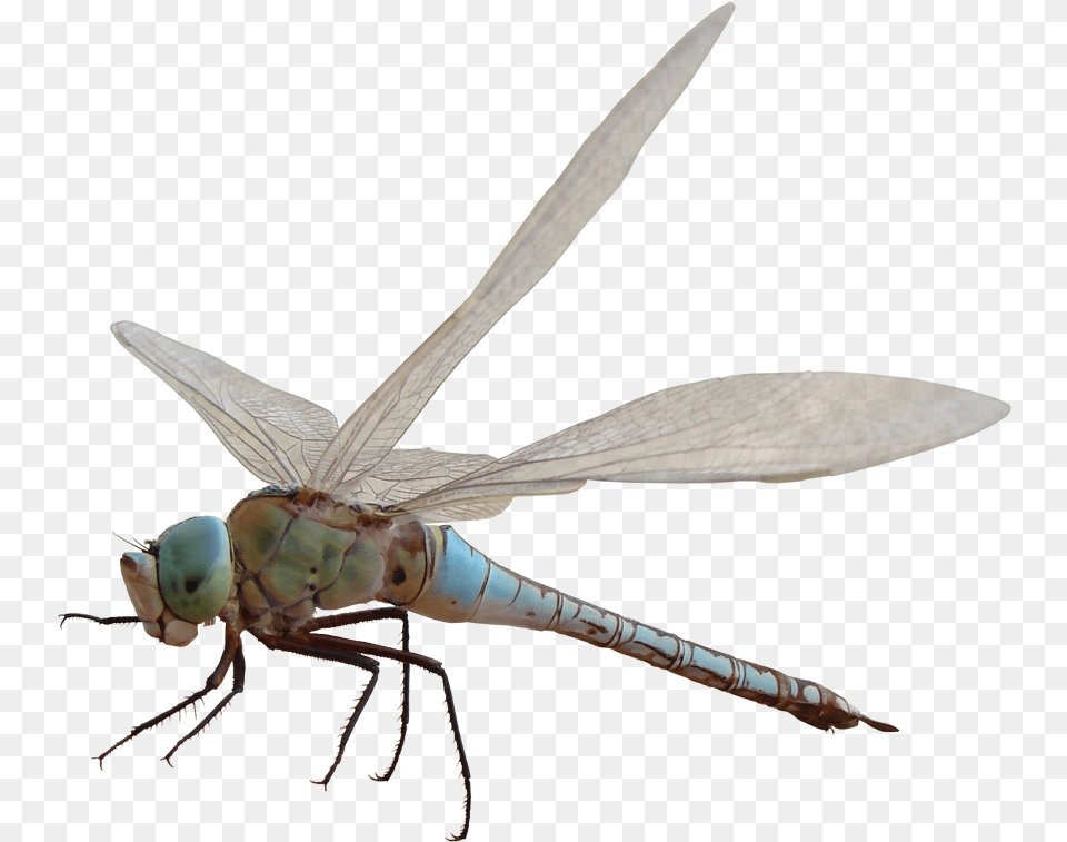 Related Image Dragonfly Capung Hd, Animal, Insect, Invertebrate Png