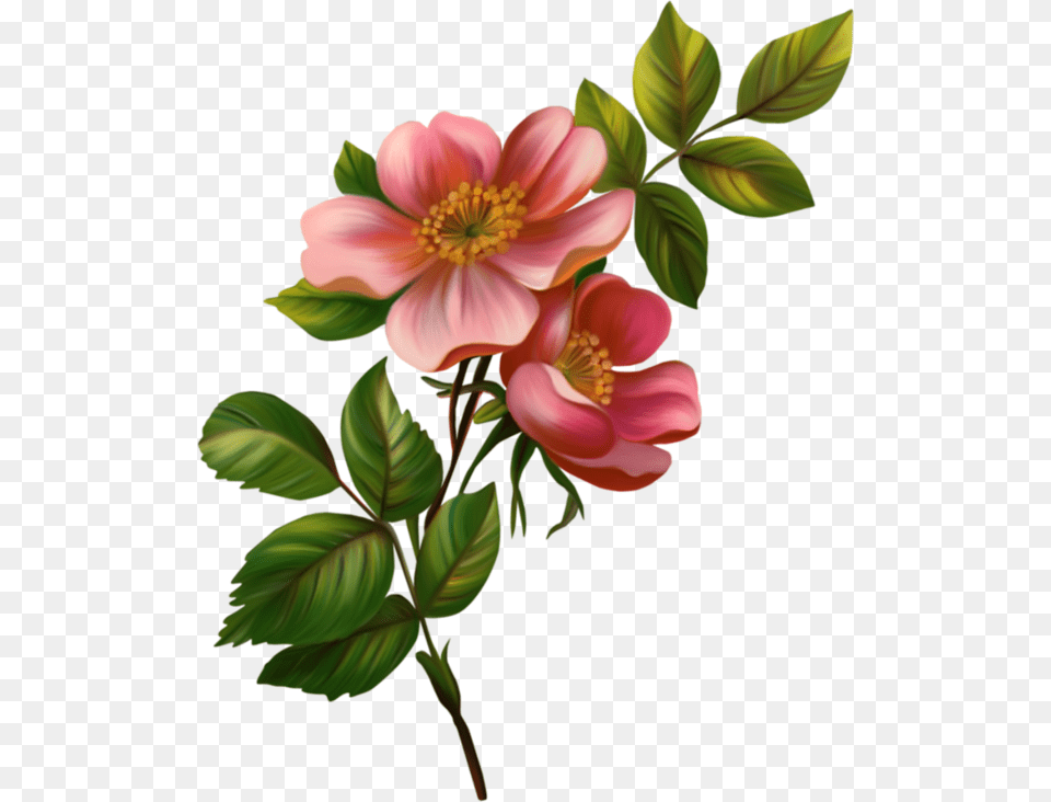 Related Flowers In Flowers, Flower, Plant, Dahlia, Geranium Png Image