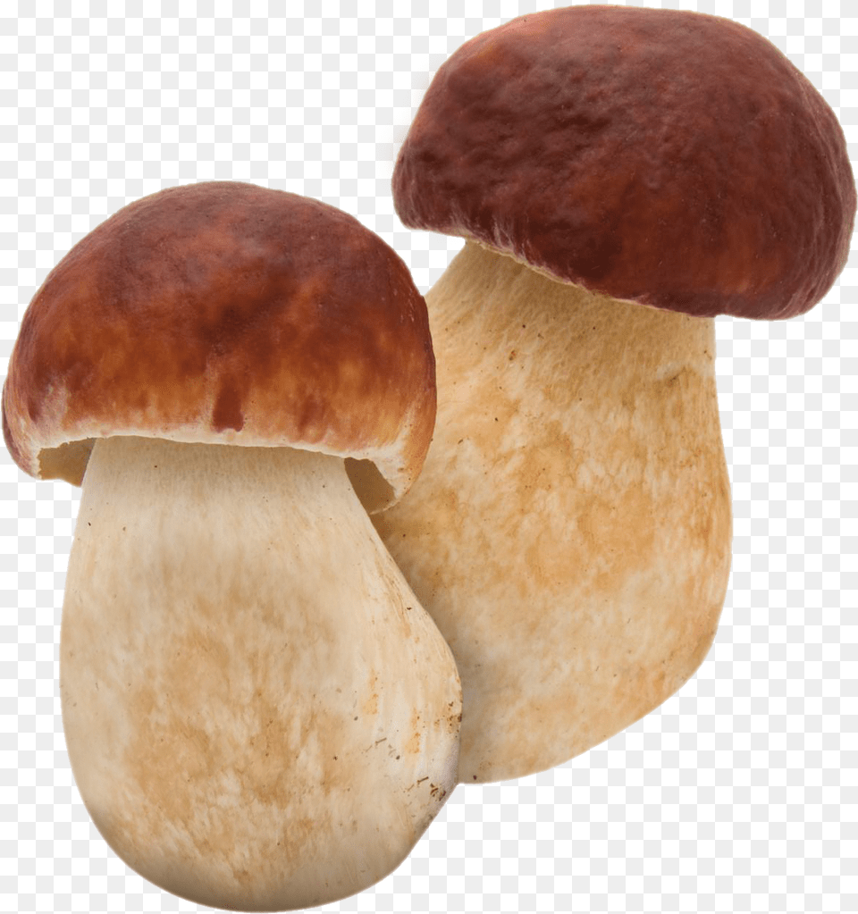 Related Image Mushroom Boletus, Fungus, Plant, Agaric, Amanita Free Png Download
