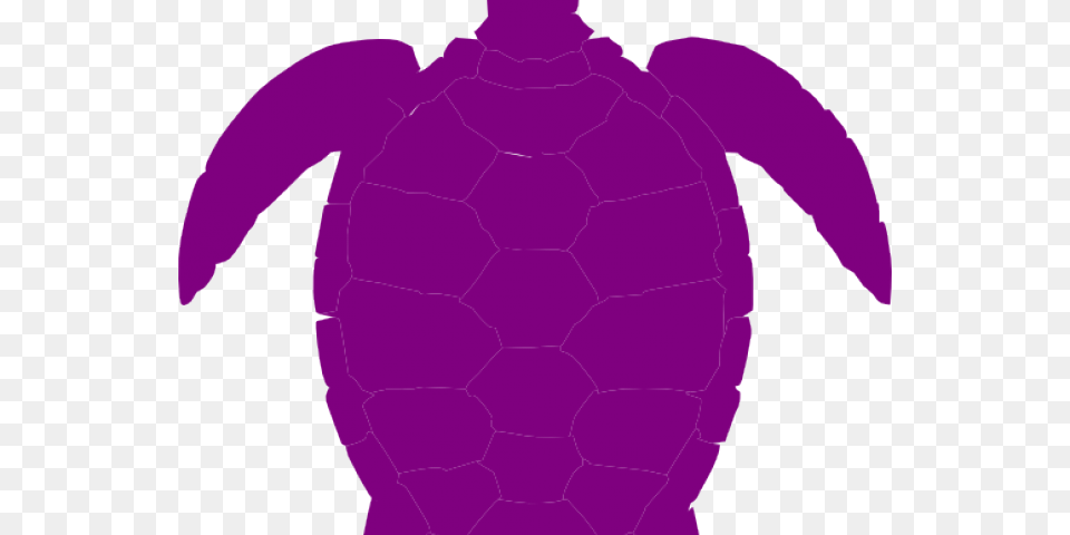 Related Posts Turtle, Baby, Person, Animal Free Transparent Png