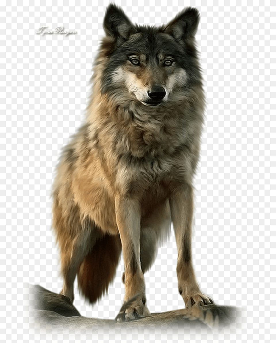 Related Wallpapers, Animal, Mammal, Wolf, Canine Free Png Download