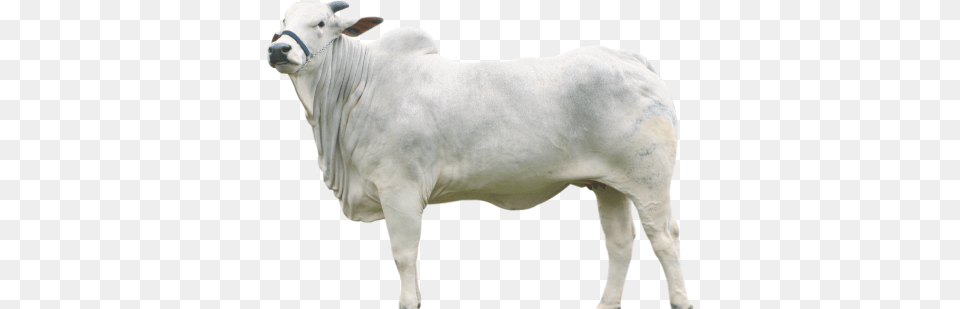 Related Wallpapers Boi, Animal, Bull, Cattle, Livestock Png Image
