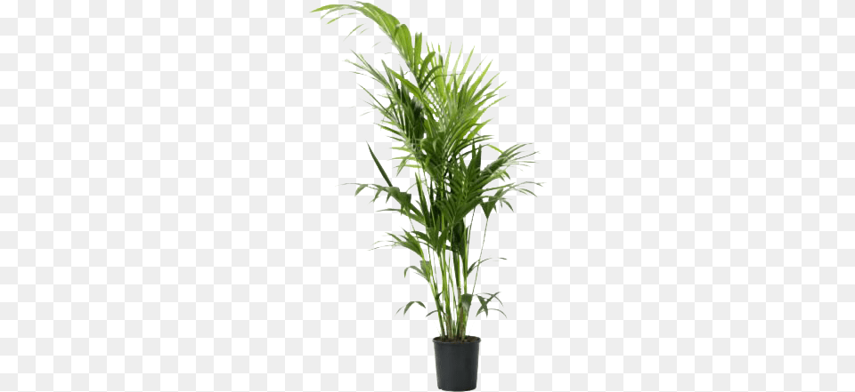 Related Wallpapers Chrysalidocarpus Lutescens Ikea, Leaf, Palm Tree, Plant, Tree Png