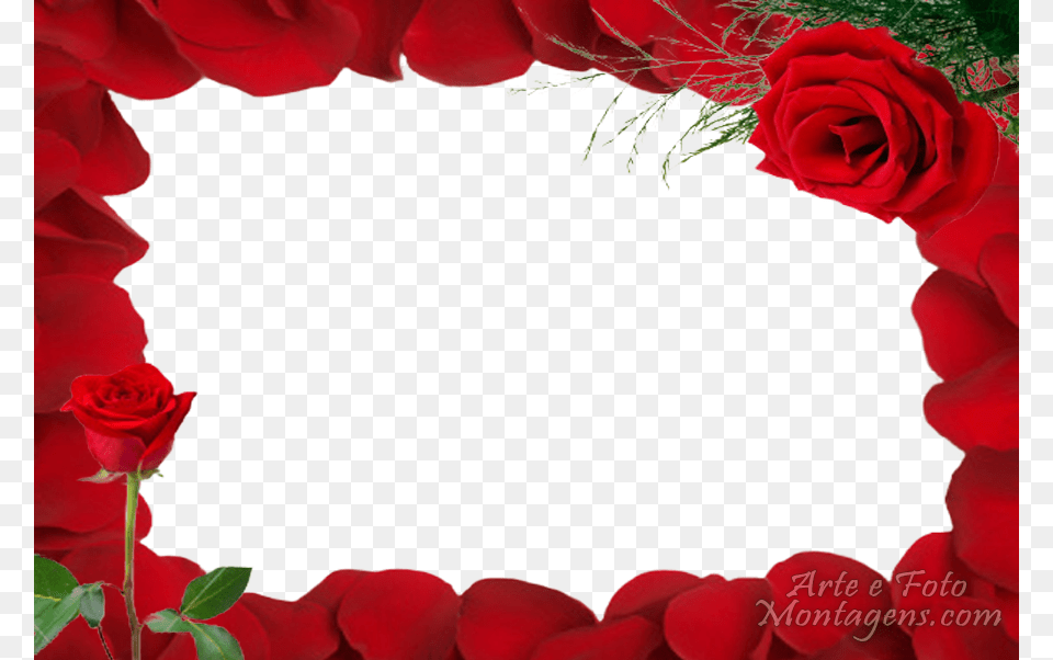 Related Wallpapers Molduras De Rosas Vermelhas, Flower, Petal, Plant, Rose Png