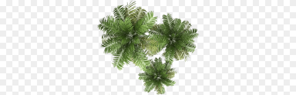 Related Wallpapers Palm Tree Plan, Fern, Plant, Leaf, Land Free Transparent Png