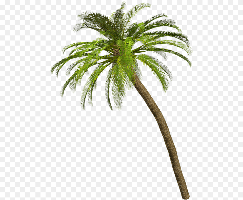 Related Wallpapers Palmeras Sin Fondo, Leaf, Palm Tree, Plant, Tree Free Png Download