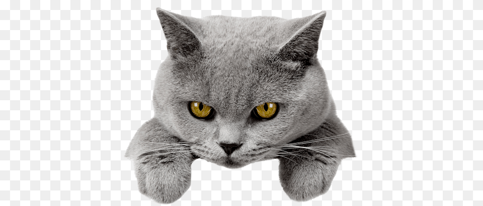 Related Wallpapers Tete De Chat, Animal, Cat, Mammal, Pet Free Transparent Png
