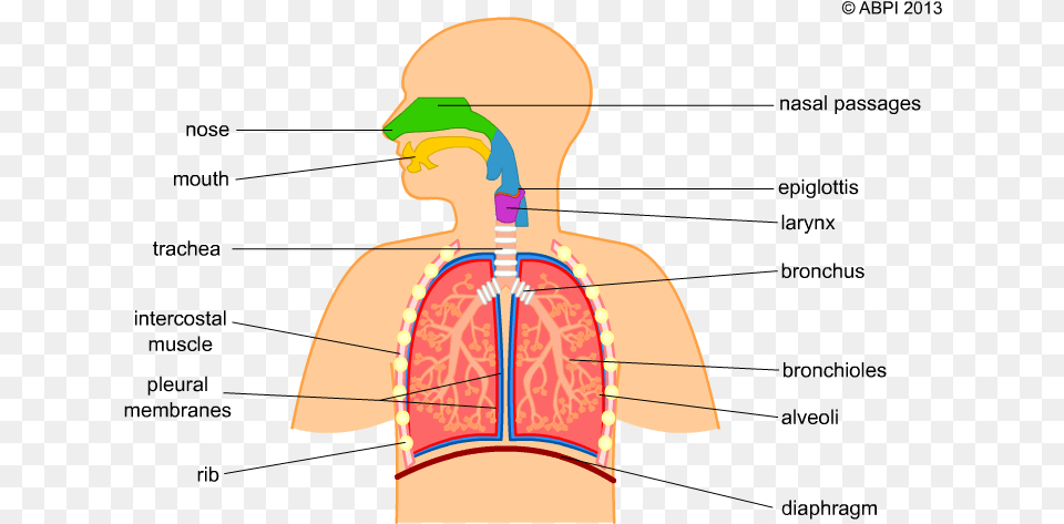 Relax Clipart Human Breathing Simple Human Respiratory System, Body Part, Face, Head, Neck Png