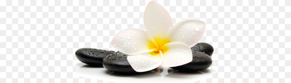 Relax Transparent Picture 360 Black Pebble In Water, Flower, Petal, Plant Free Png Download